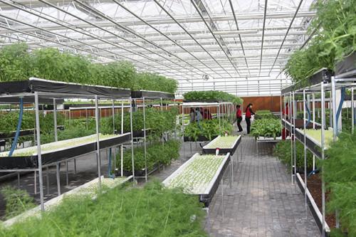 淺析溫室大棚的六種降溫方法 淺析溫室大棚的六種降溫方法